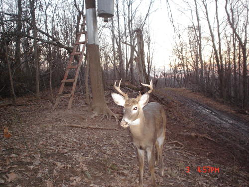 Eight point whitetail buck